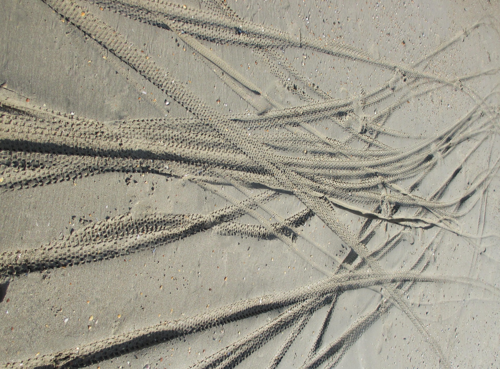 La dance des poulpes