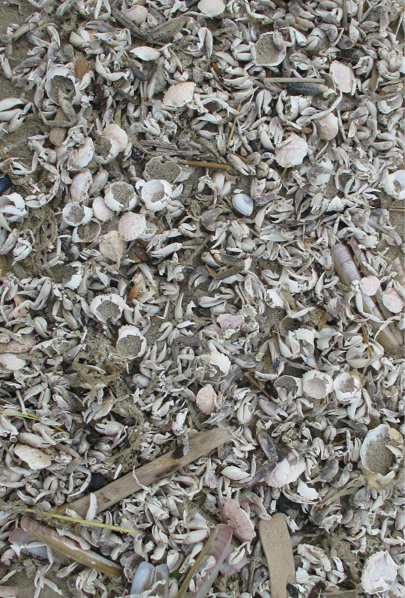 Le festin des mouettes